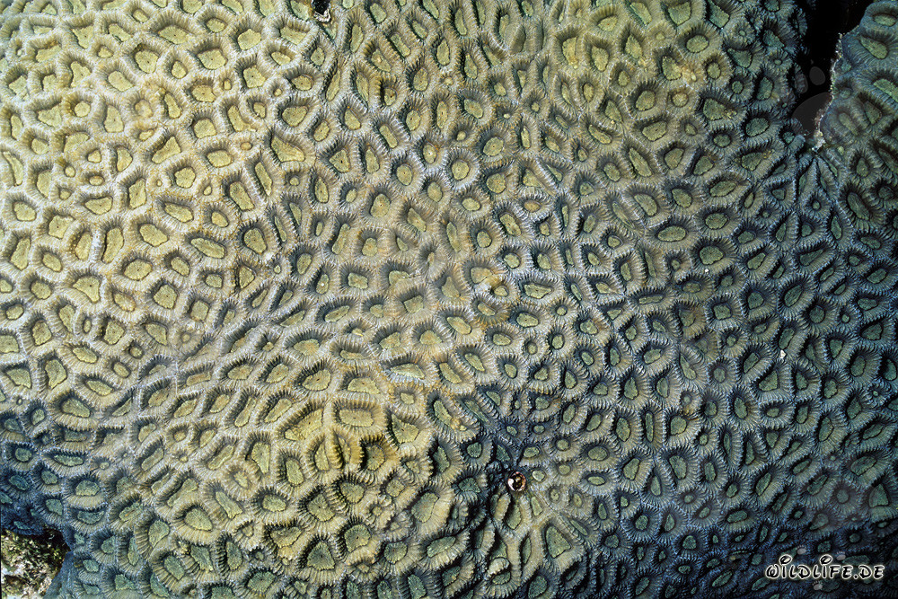 Corail de pierre fascinant dans la mer Rouge en face de Ras Mohammad, Égypte