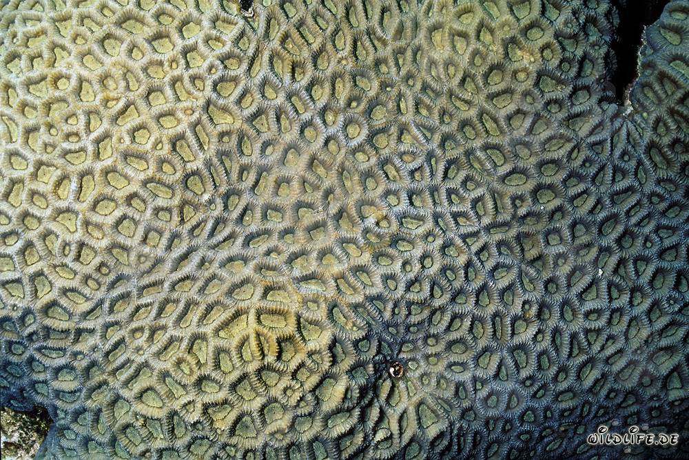 Corales de piedra fascinantes en el Mar Rojo frente a Ras Mohammad, Egipto