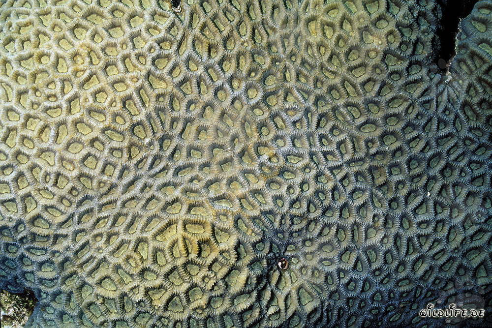 Fascinating stony coral in the Red Sea off Ras Mohammad, Egypt