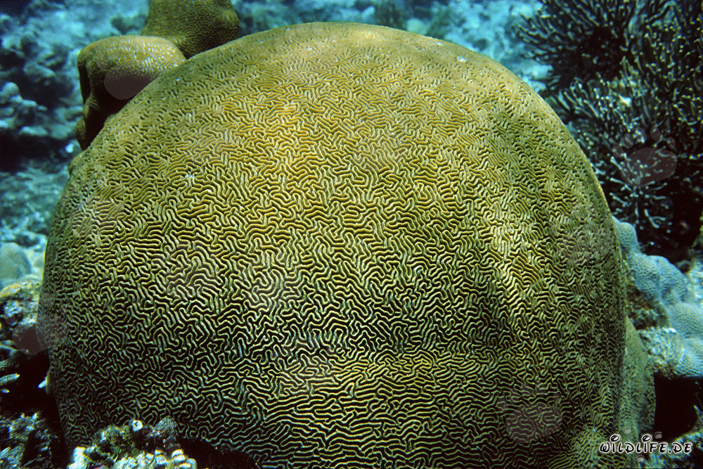 Fascinante corail de pierre dans les eaux cristallines de la mer Rouge