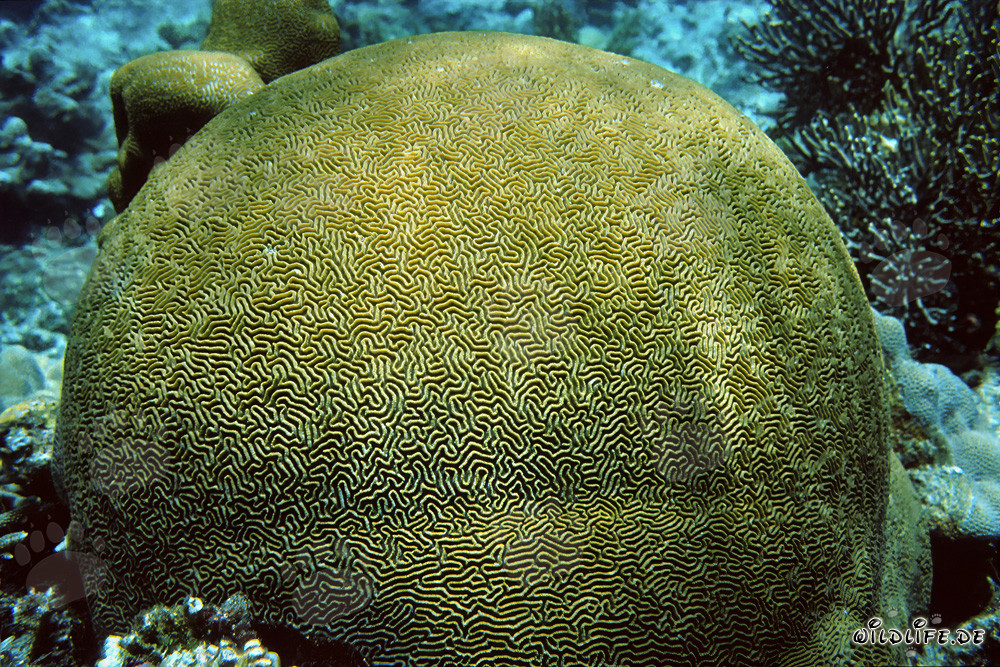 Fascinante coral de piedra en las aguas cristalinas del mar Rojo
