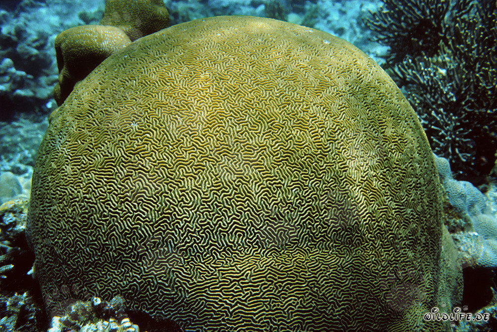 Affascinante corallo di pietra nelle acque cristalline del Mar Rosso