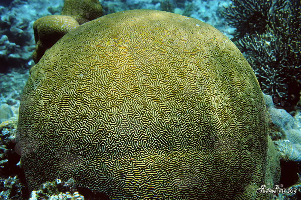 Fascinating Stony Coral in the crystal-clear waters of the Red Sea