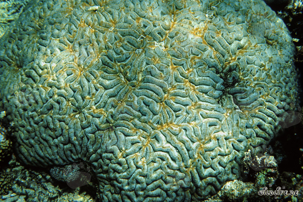 Corales fascinantes en las aguas de Ras Mohammad, Egipto