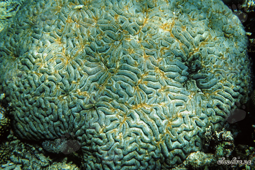 Affascinante corallo nelle acque di Ras Mohammad, Egitto