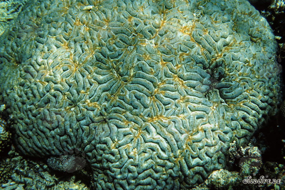 Coraux fascinants dans les eaux de Ras Mohammad, Égypte