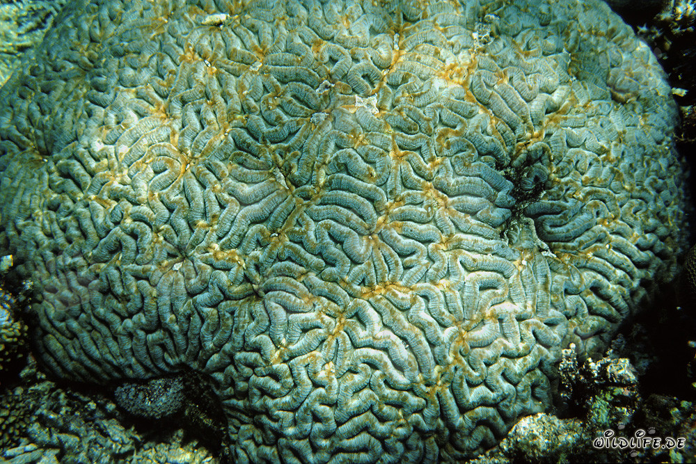 Fascinating stony coral in the waters of Ras Mohammad, Egypt