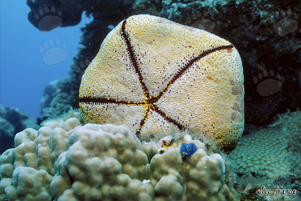 Découvrez la fascinante monde sous-marin de l'île du Pacifique Sud Fidji avec l'étoile de mer oreiller