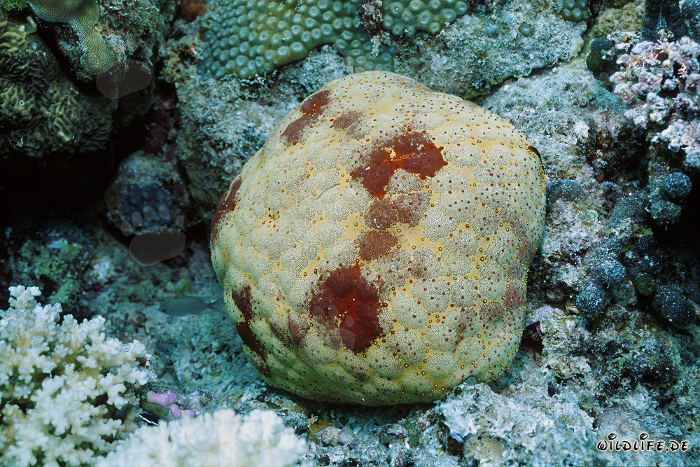 Cushion Star in the Waters of Fiji