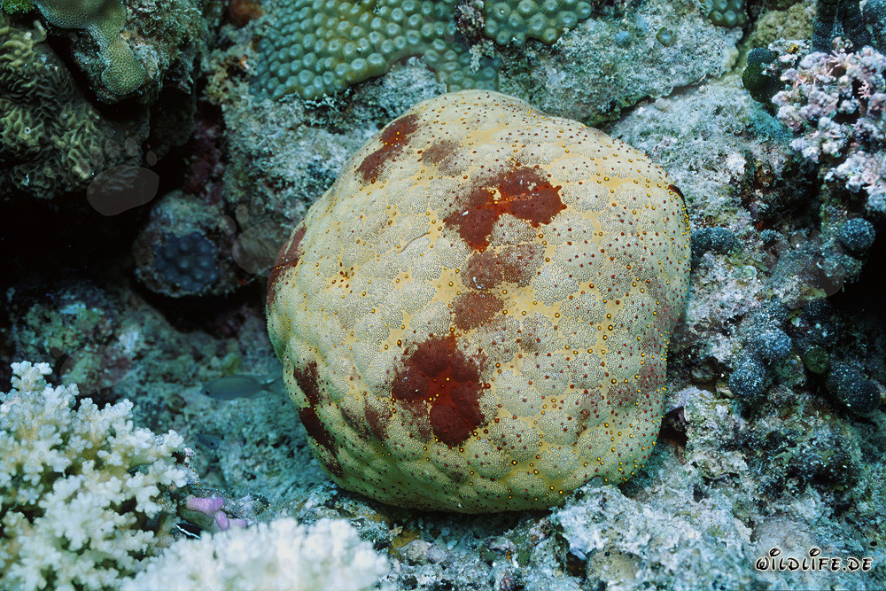 Estrella de mar cojín en las aguas de Fiji