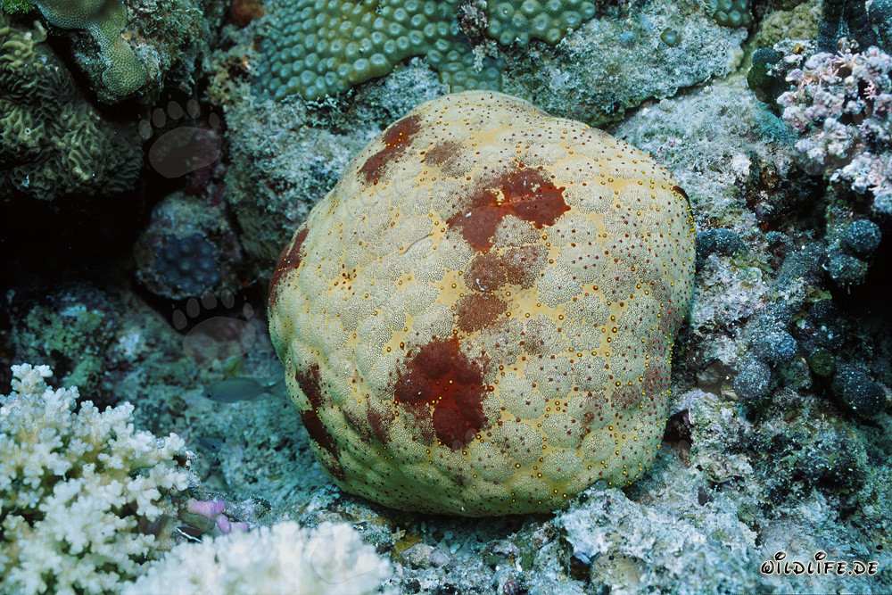 Stella marina cuscino nelle acque di Fiji