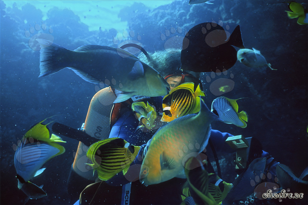 Fascinating diver surrounded by a shoal of colorful fish in the Red Sea