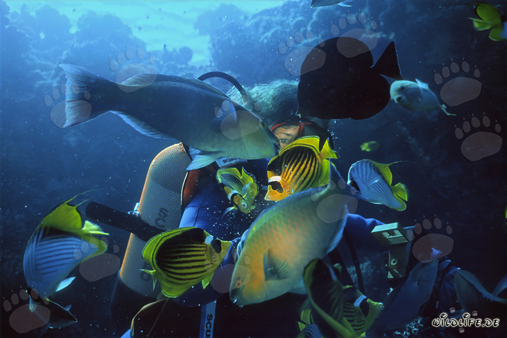 Faszinierende Taucherin umgeben von einem Schwarm bunter Fische im Roten Meer