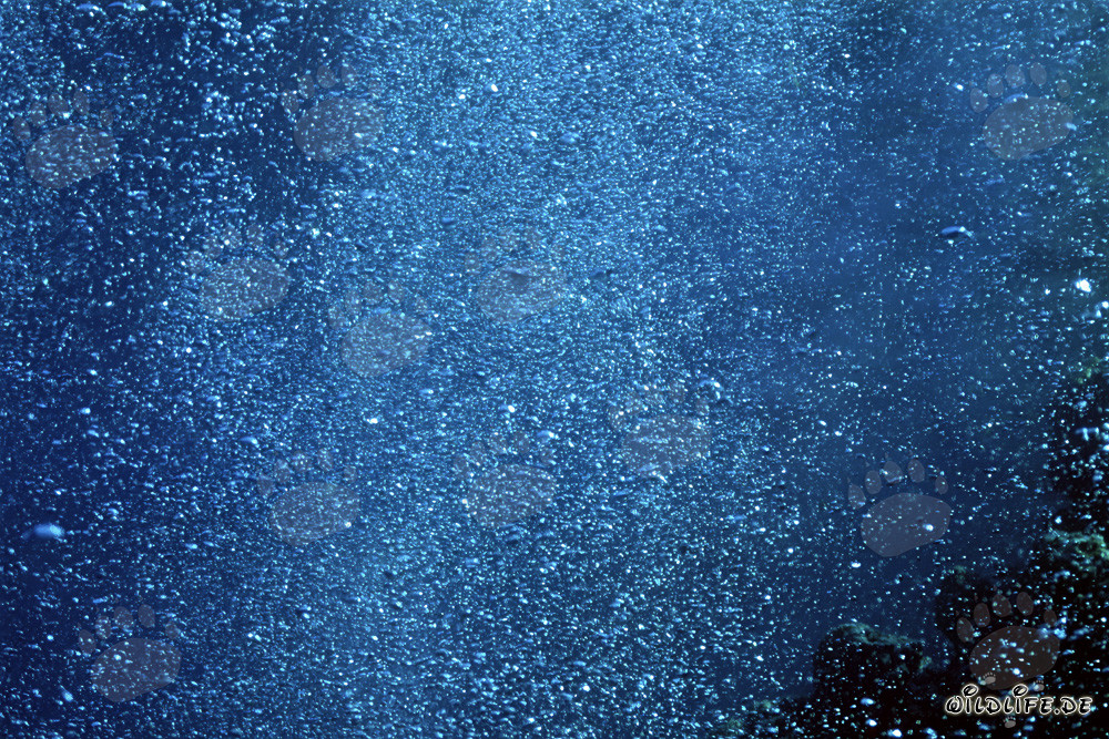 Fascinating air bubbles underwater in the Red Sea off Ras Mohammad, Egypt