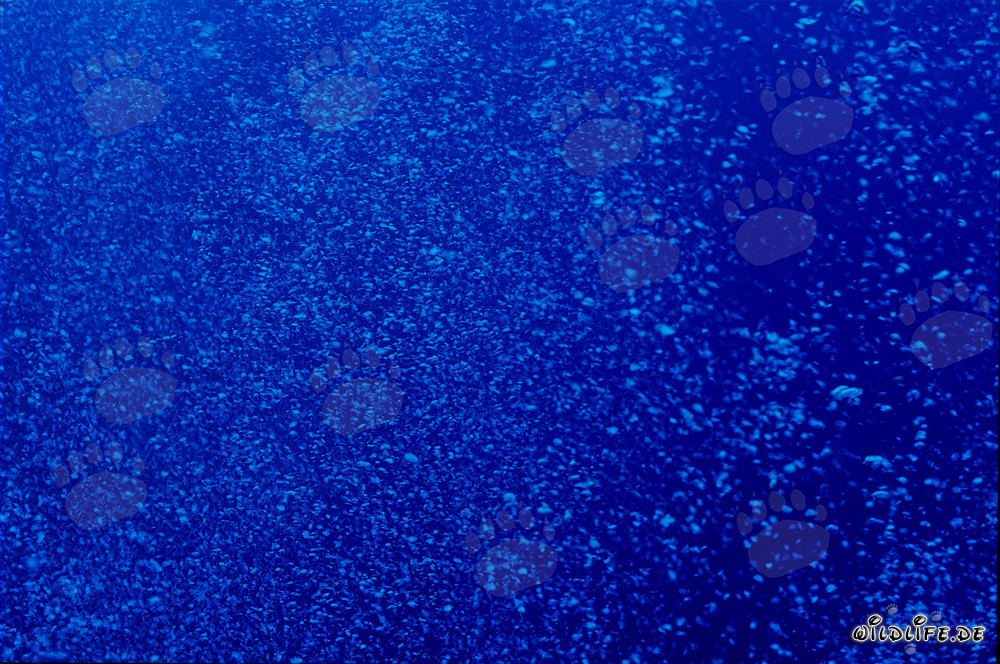 Fascinanti bolle d'aria sott'acqua