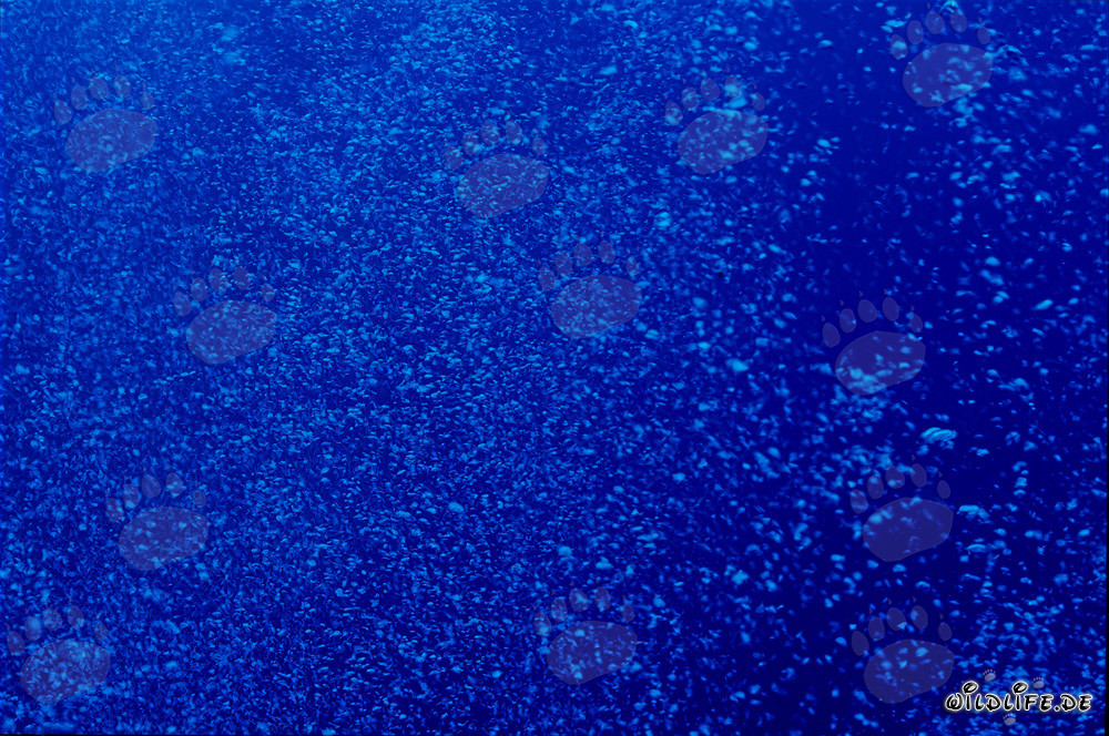 Fascinating underwater air bubbles