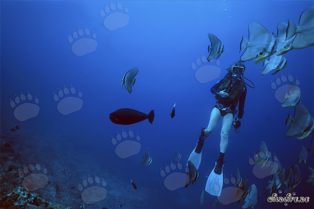 Fascinante mundo submarino: buceadora rodeada de un banco de peces coloridos