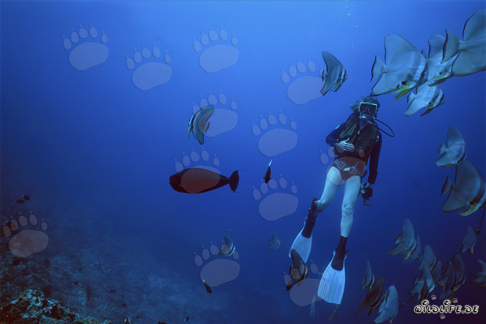 Fascinating Underwater World: Diver surrounded by a shoal of colorful fish