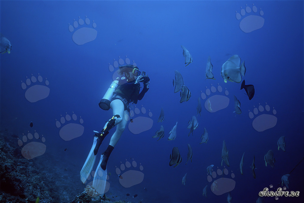 Fascinating diver surrounded by a vibrant shoal of fish in the Red Sea in Egypt