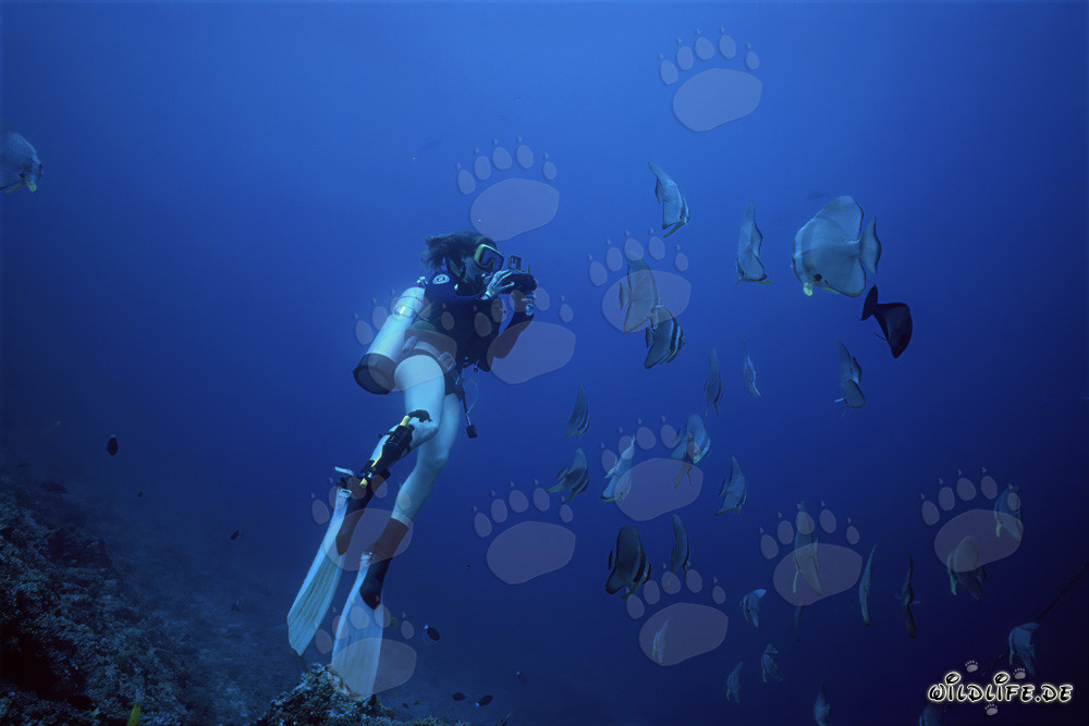 Plongeuse fascinante entourée d'un banc de poissons animé dans la mer Rouge en Égypte