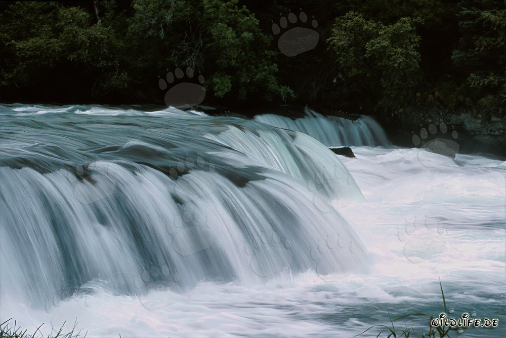 Picturesque Waterfall at Brooks River Barrier