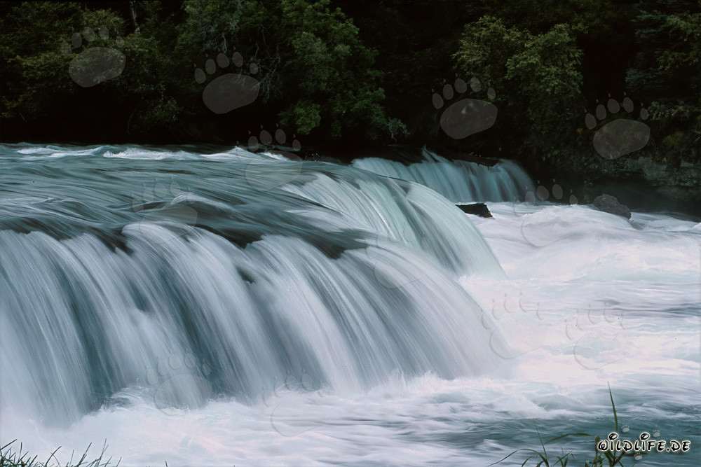 Malerischer Wasserfall an der Brooks River Barriere