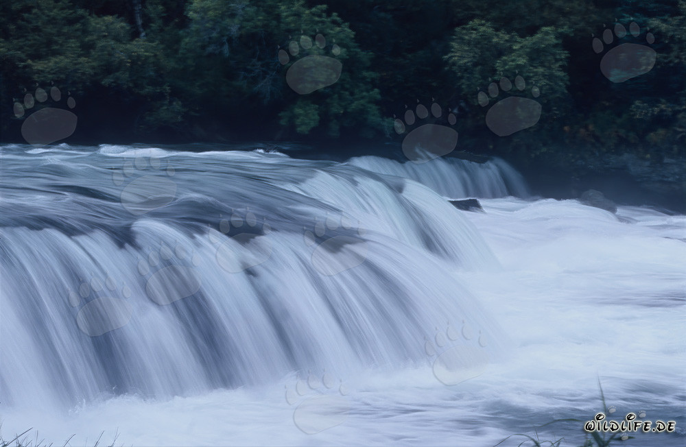 Picturesque Waterfall at Brooks River, Katmai, Alaska