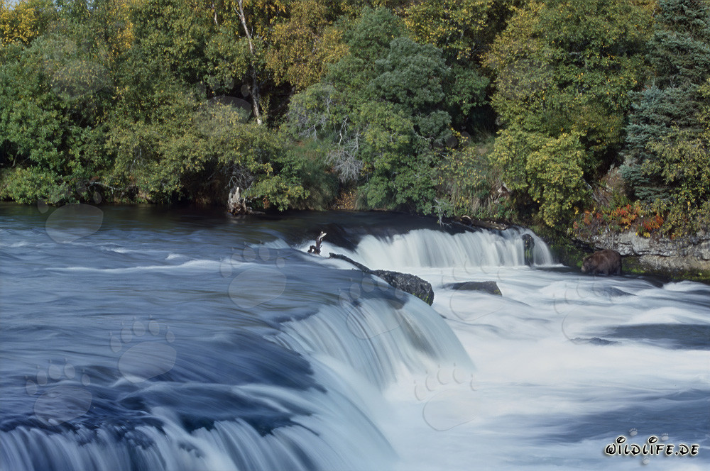 Cascadas majestuosas de la rivera Brooks en Katmai, Alaska