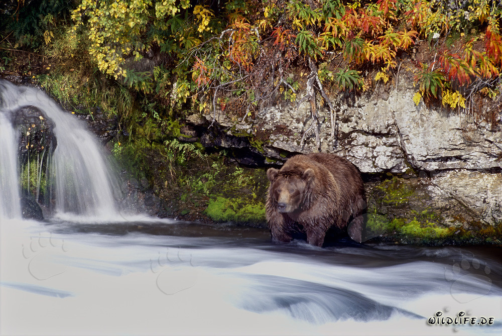 Braunbär im Spätherbst am Wasserfall