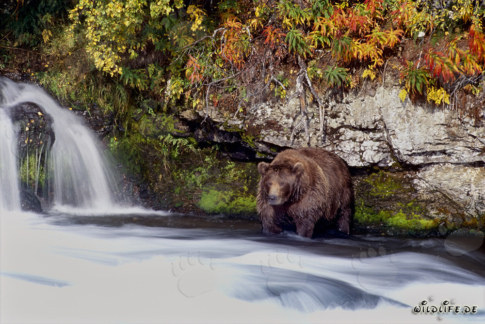 Brown bear in the late autumn at the waterfall