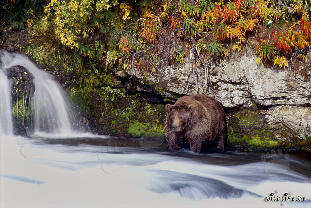 Orso bruno alla fine dell'autunno presso la cascata