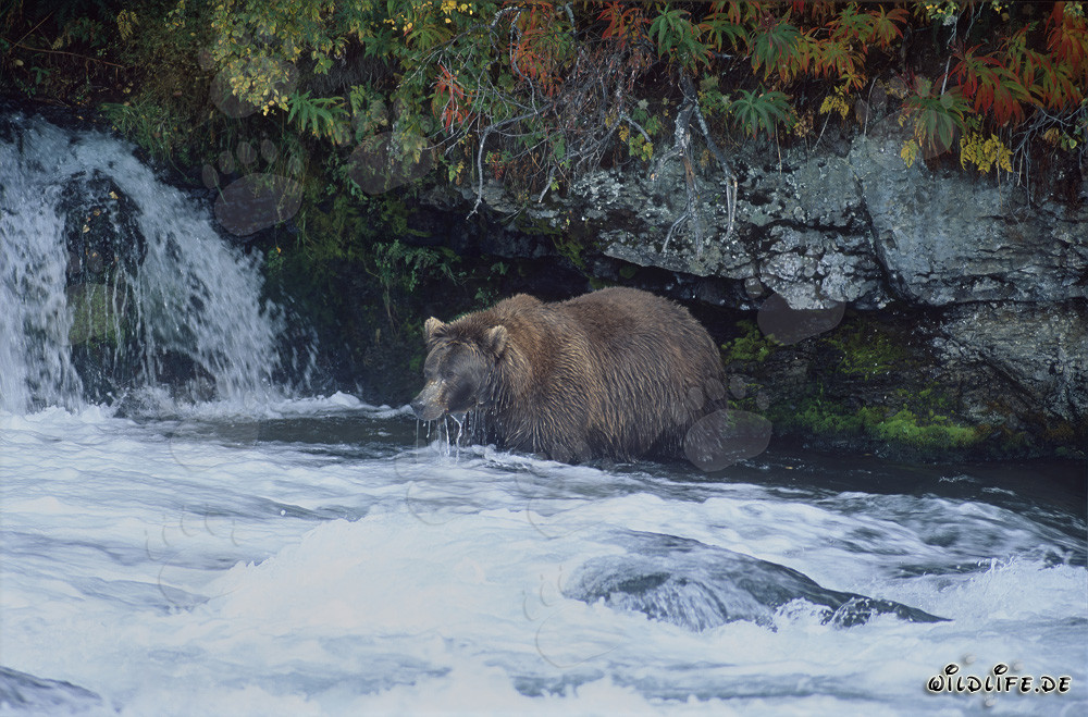 Braunbär auf Lachssuche am Wasserfall