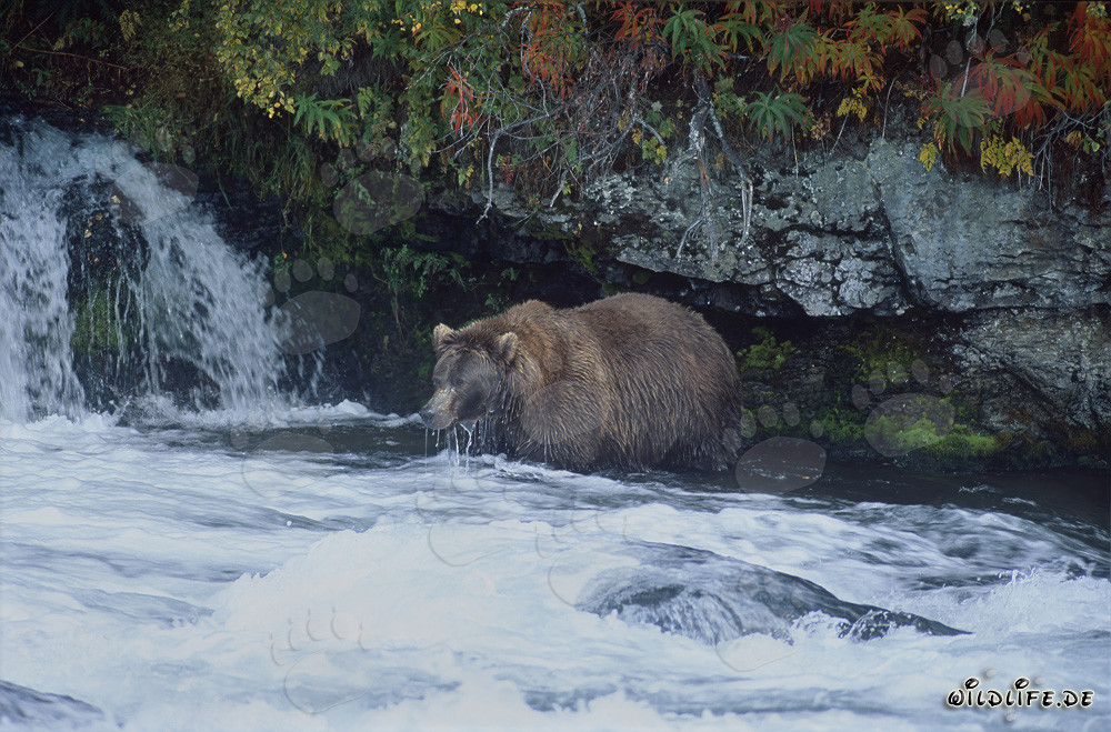 Orso bruno alla ricerca di salmoni alla cascata