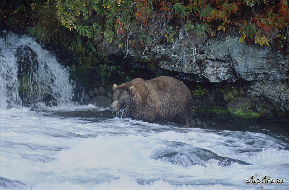 Oso pardo en busca de salmones en la cascada