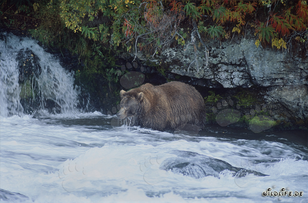 Ours brun à la recherche de saumons à la cascade