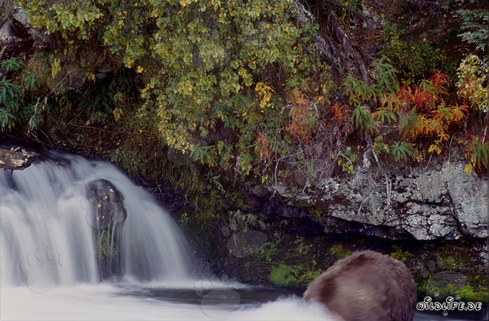 Braunbär beim Unterwasserjagen im Herbstlicht