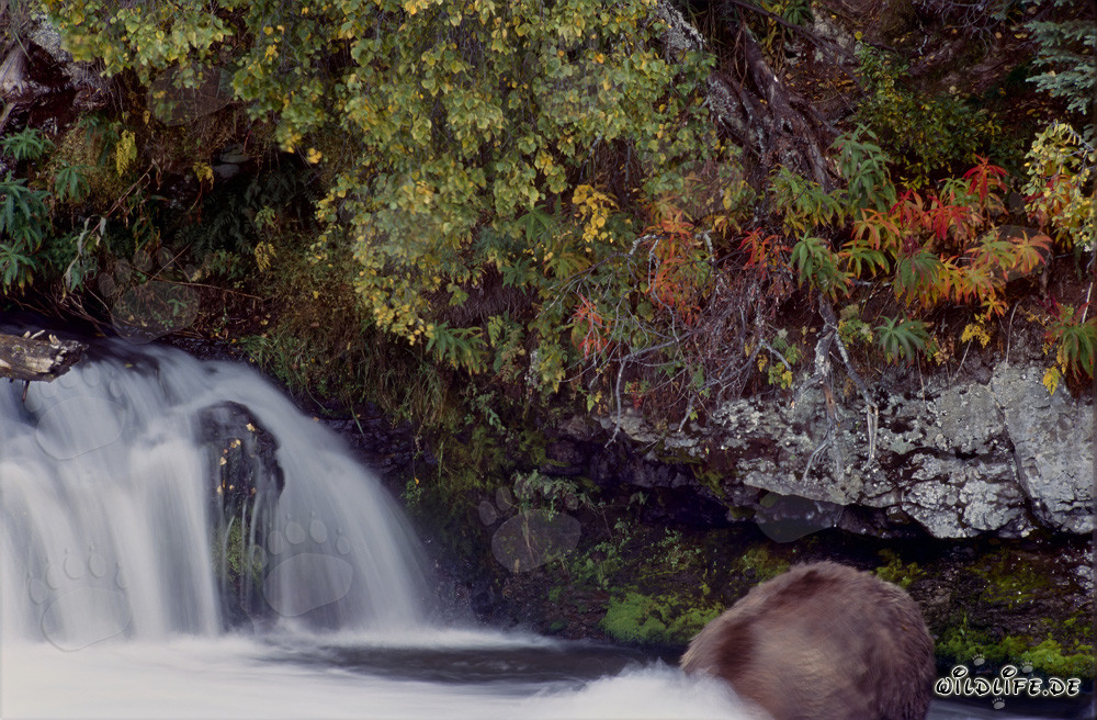 Brown Bear Underwater Hunting in Autumn Light