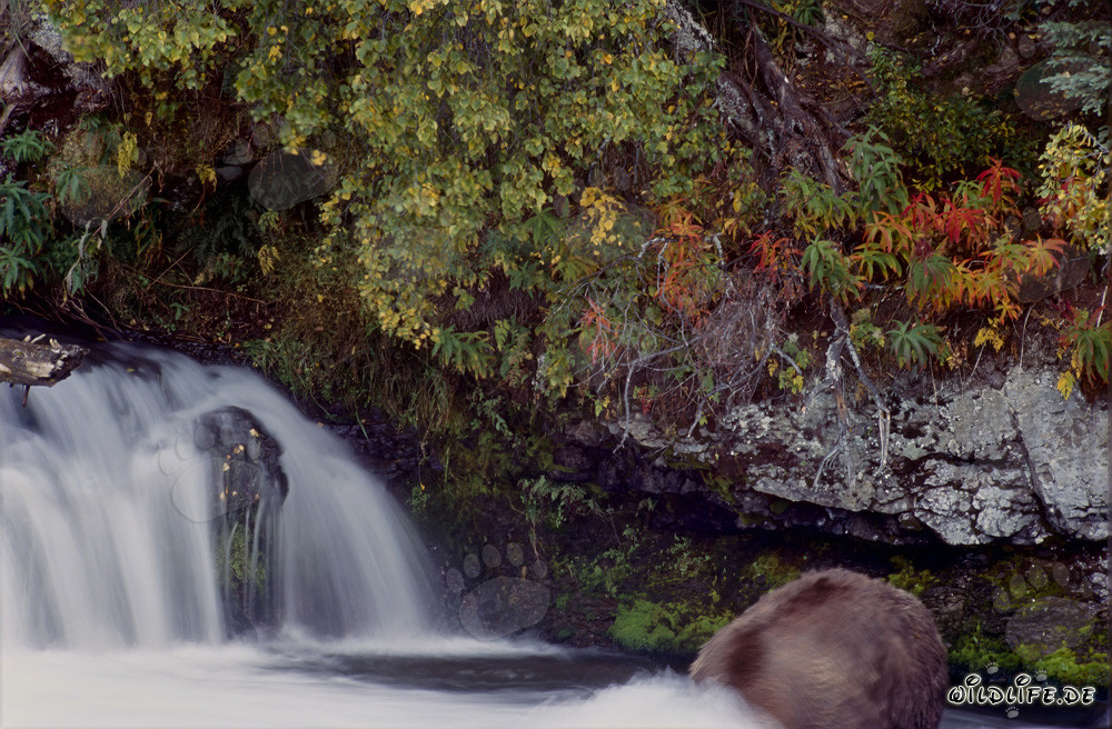 Orso bruno in caccia subacquea nella luce autunnale