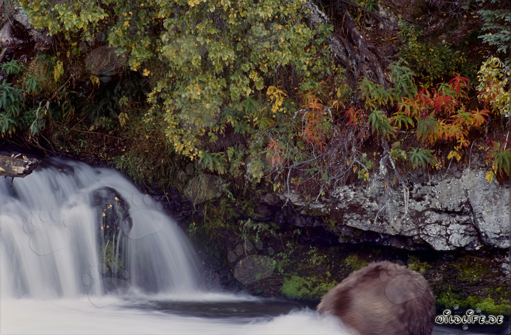 Oso pardo cazando bajo el agua en la luz de otoño