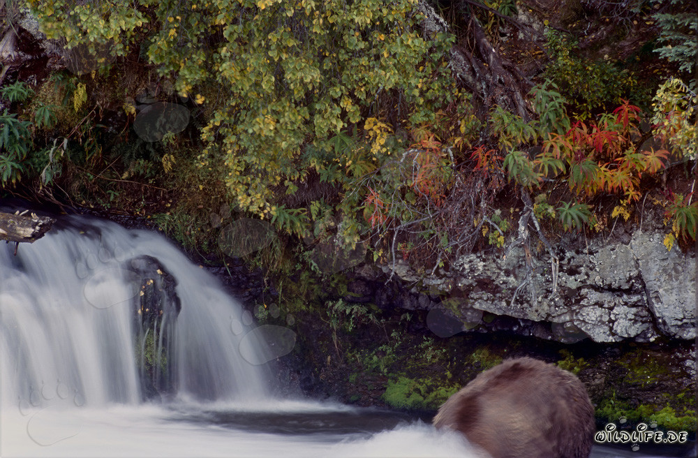 Ours brun chassant sous l'eau dans la lumière d'automne