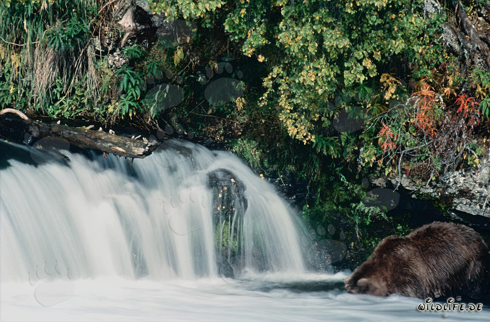 Braunbär taucht seinen Kopf unter Wasser