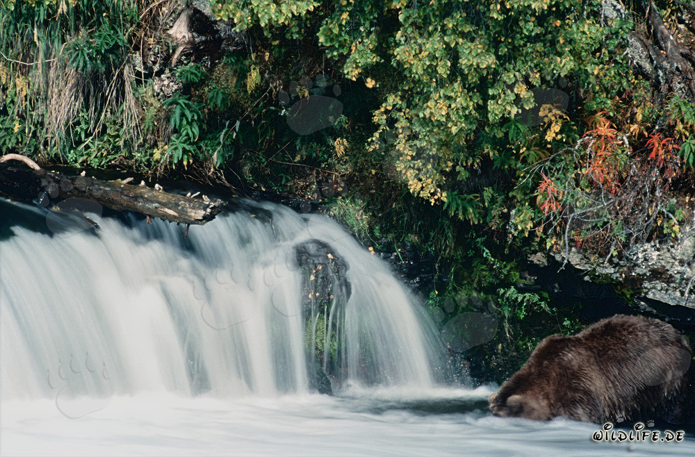Brown Bear submerges his head underwater