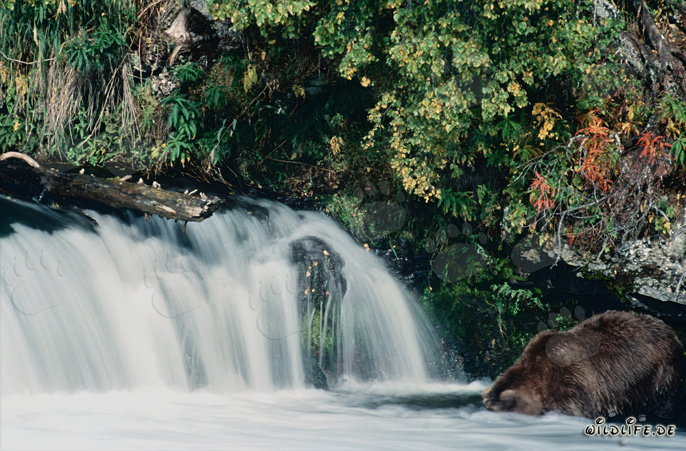 Ours brun plongeant sa tête sous l'eau