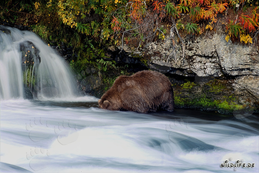 Braunbär in herbstlicher Landschaft