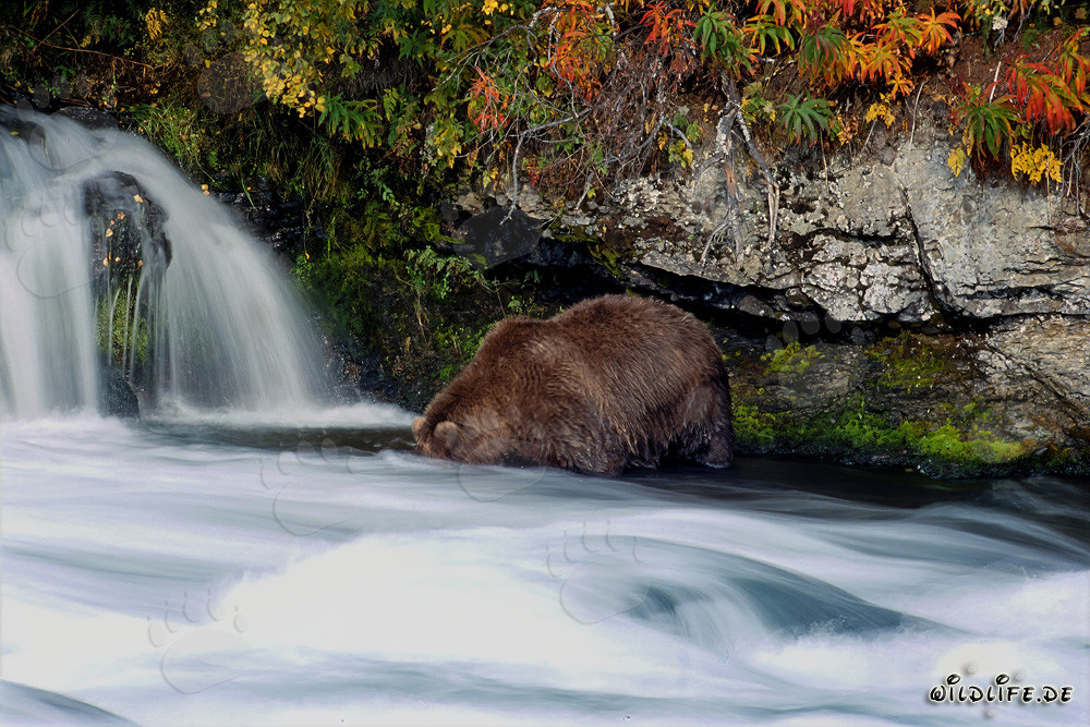 Orso bruno in un paesaggio autunnale