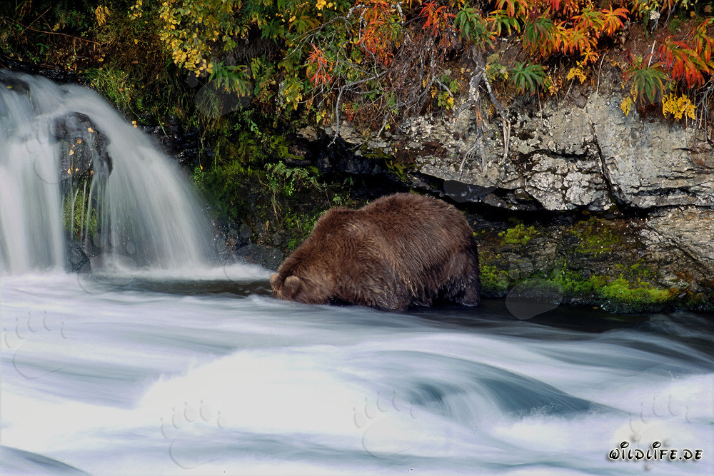 Ours brun dans un paysage automnal