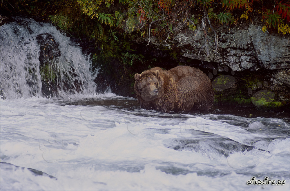 Majestätischer Braunbär beobachtet am Brooks River Wasserfall im Herbst