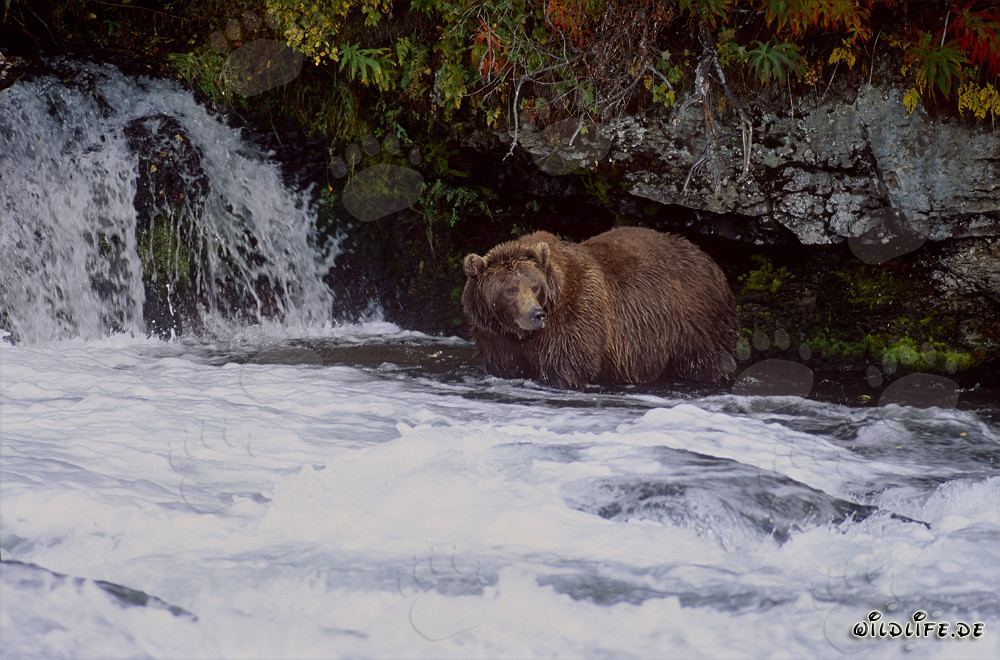Maestoso orso bruno osservato alla cascata del fiume Brooks in autunno