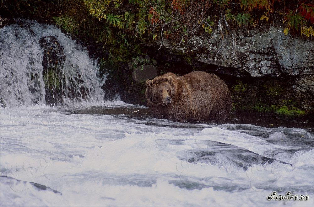 Majestuoso oso pardo observado en la cascada del río Brooks en otoño