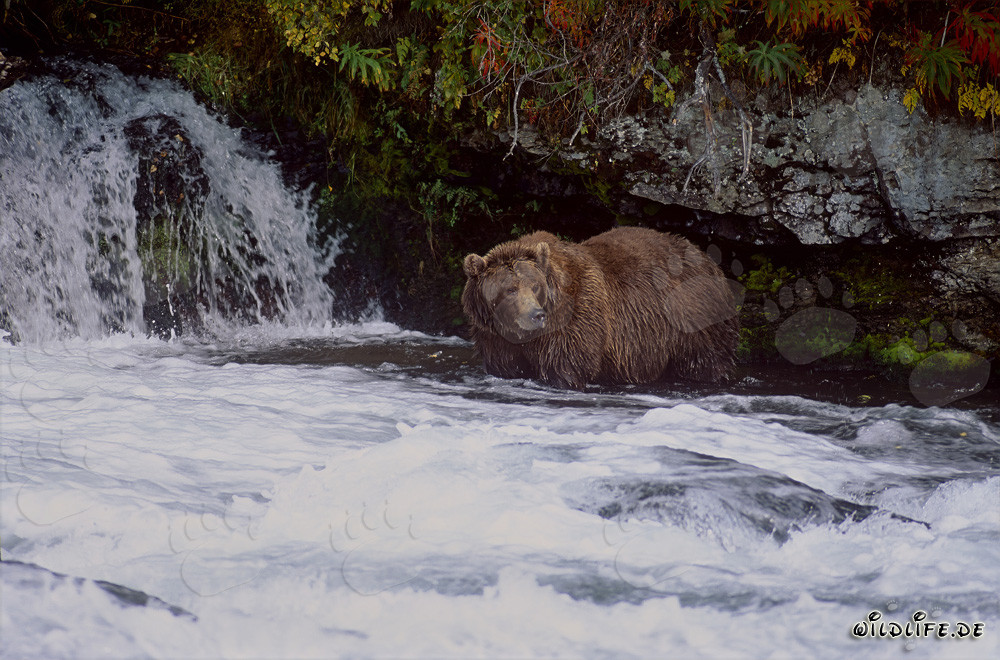 Ours brun majestueux observé à la cascade de la rivière Brooks en automne